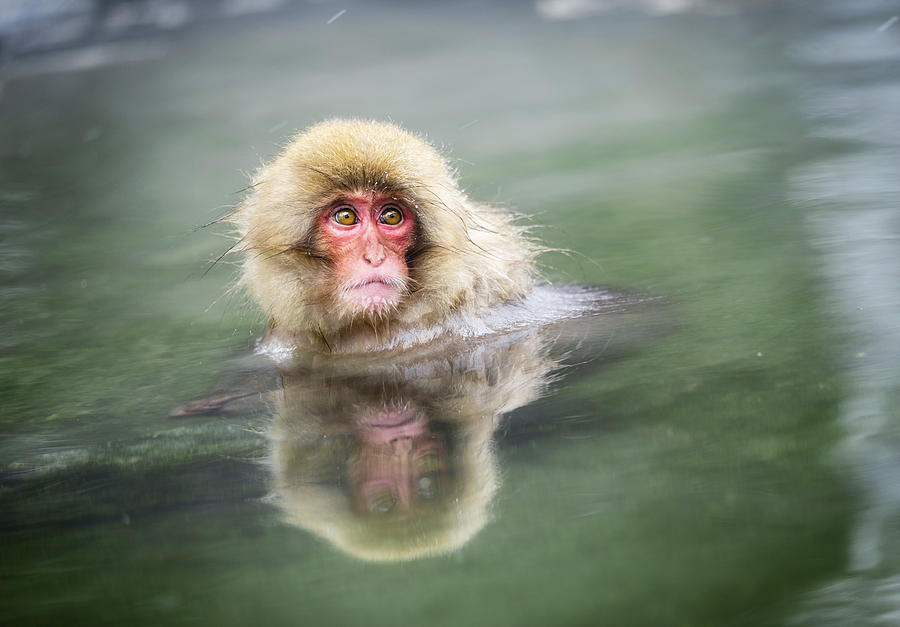 Wildlife Photograph - Snow Monkey Bathing by Rich Legg