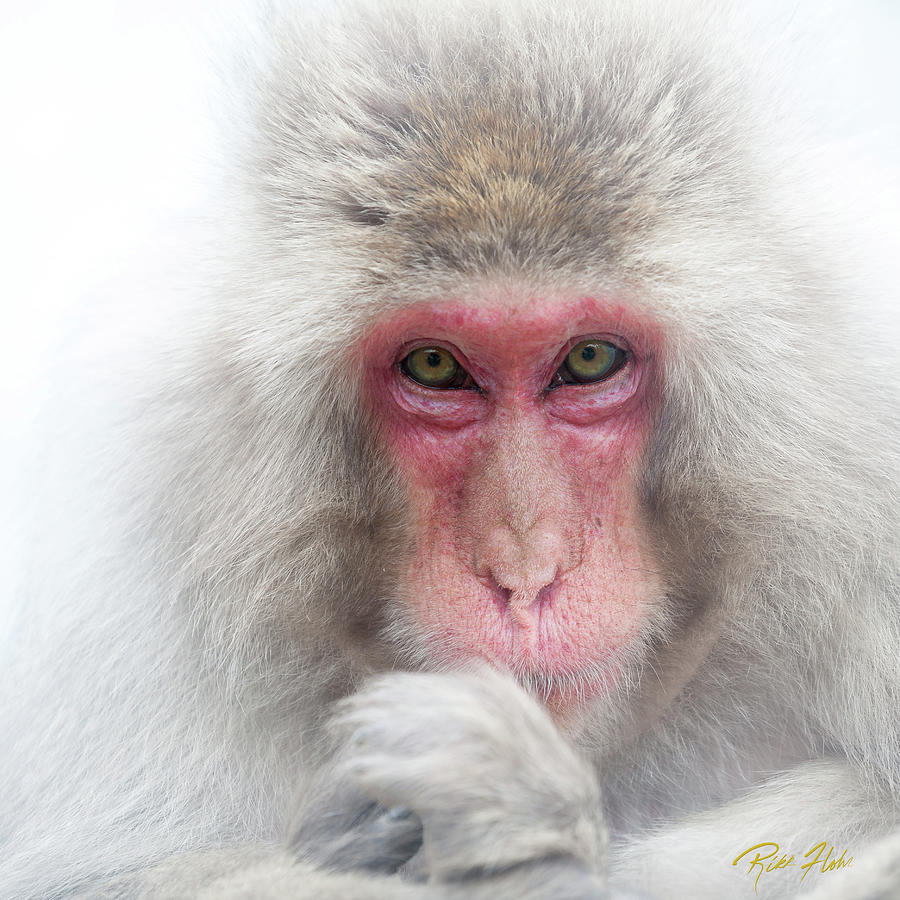 Snow Monkey Consideration Photograph by Rikk Flohr