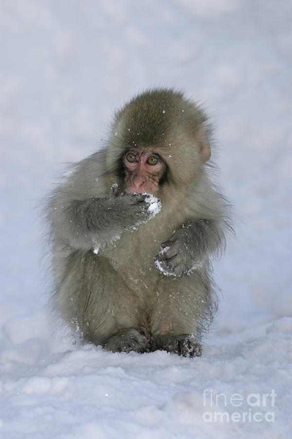 Snow Monkey Eating Snow Photograph by Jean-Louis Klein & Marie-Luce Hubert