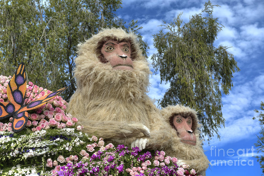 Snow Monkey Japanese Macaque Photograph by David Zanzinger