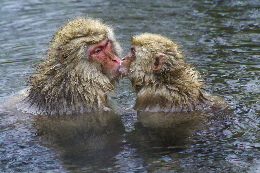 Snow Monkey Kisses Photograph by Michele Burgess