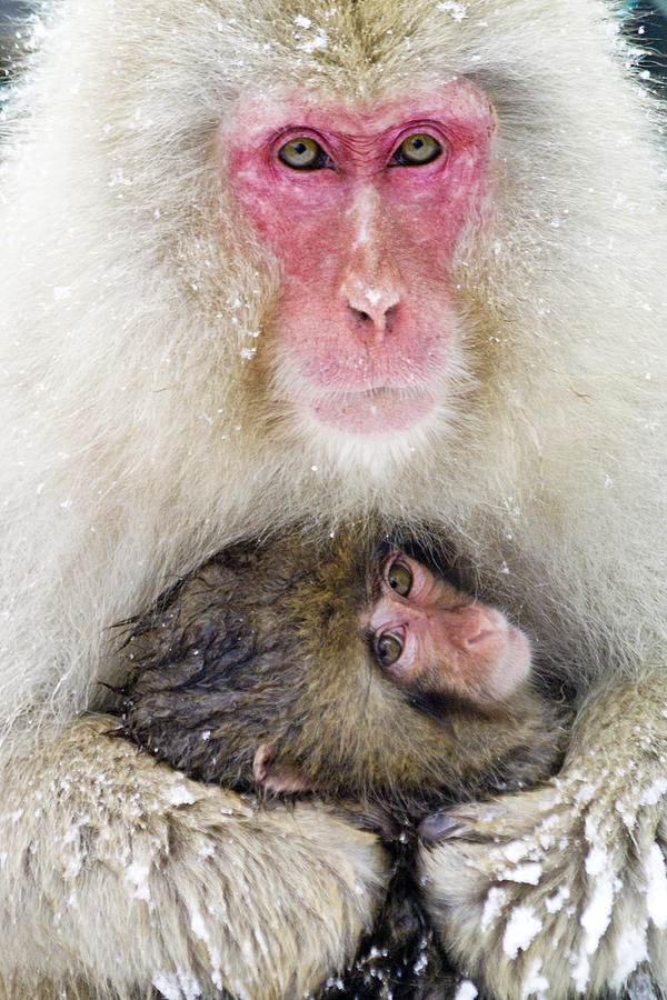 Snow Monkey Love Photograph by Michele Burgess