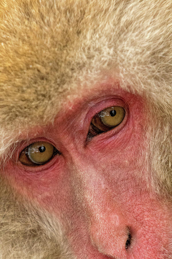 Snow Monkey Portrait Photograph by Steven Upton
