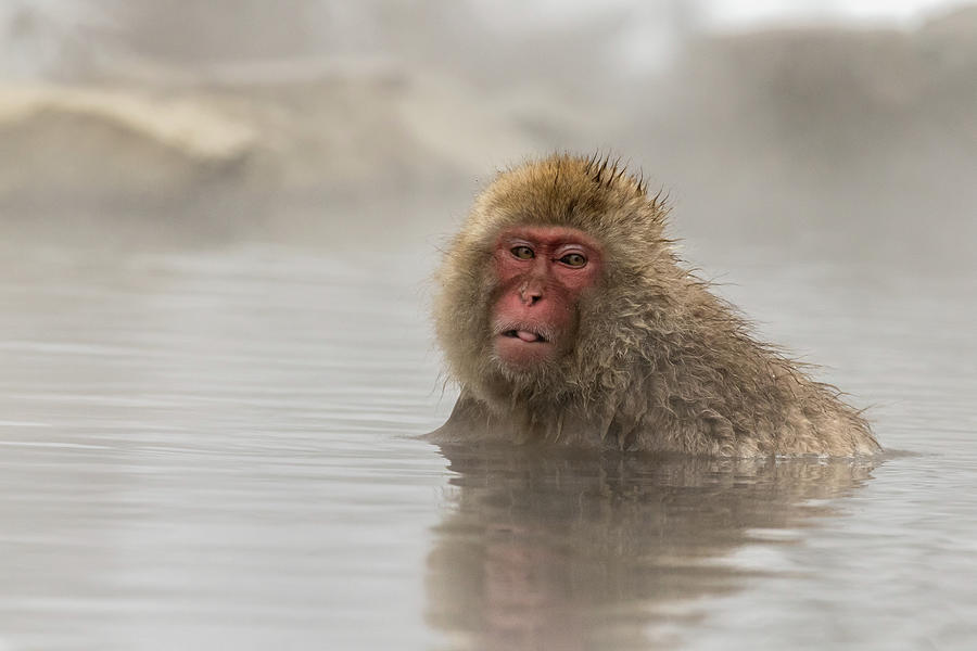 Snow Monkey warming up Photograph by Steven Upton