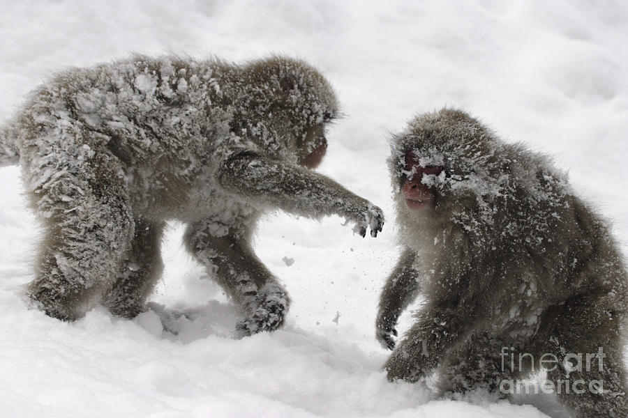 Snow Monkeys Fighting Photograph by Jean-Louis Klein & Marie-Luce Hubert
