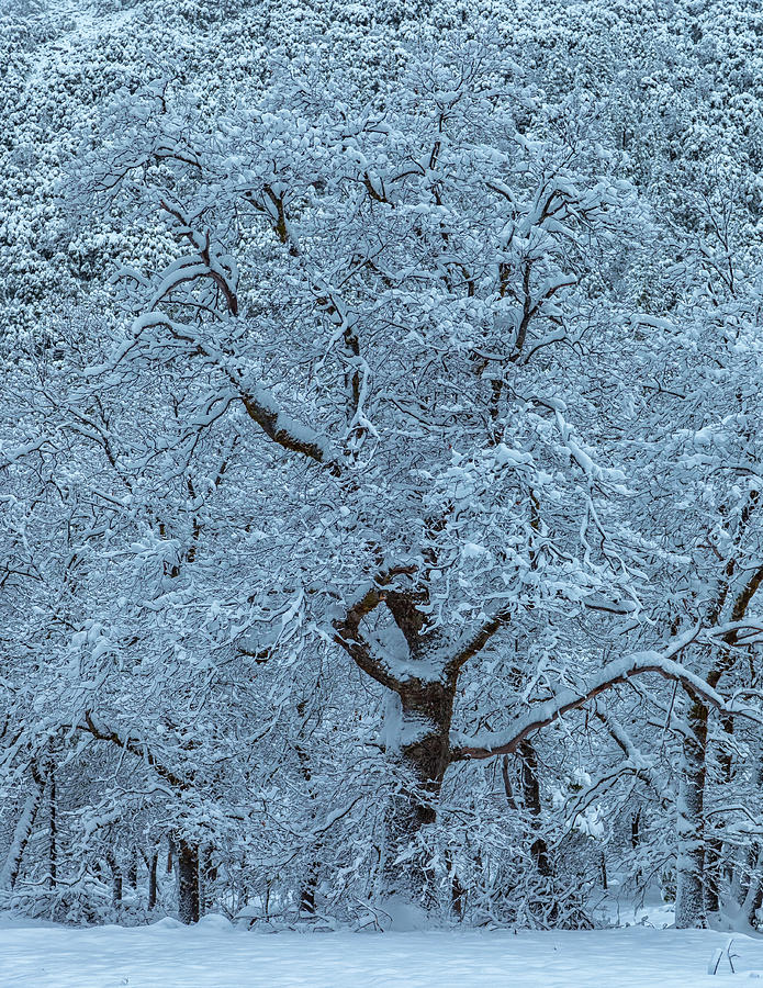Snow Oak Photograph by Jonathan Nguyen