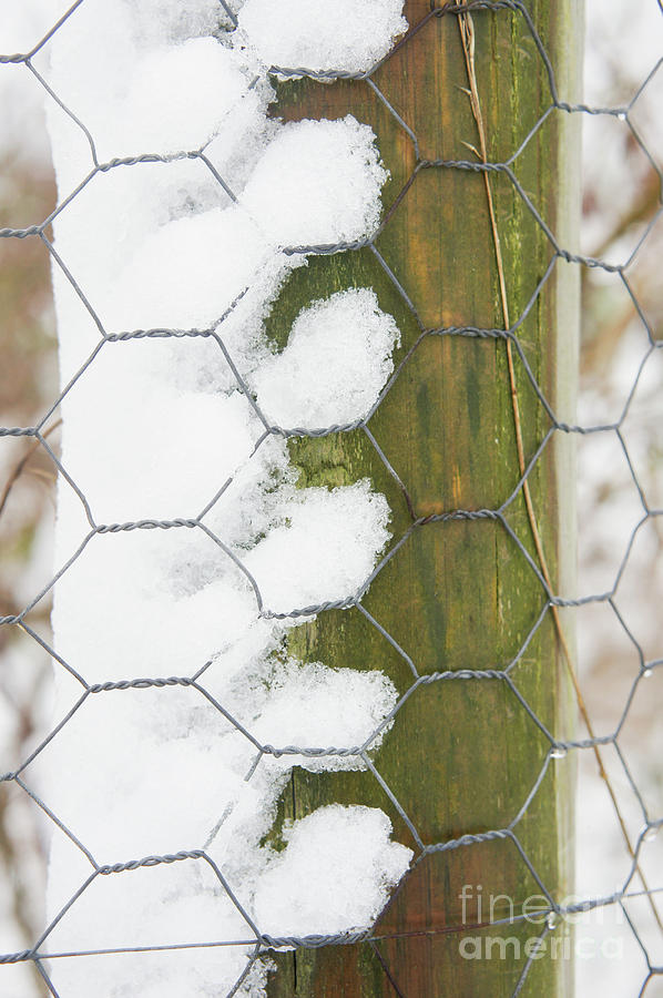 Snow of a fence post Photograph by Tom Gowanlock