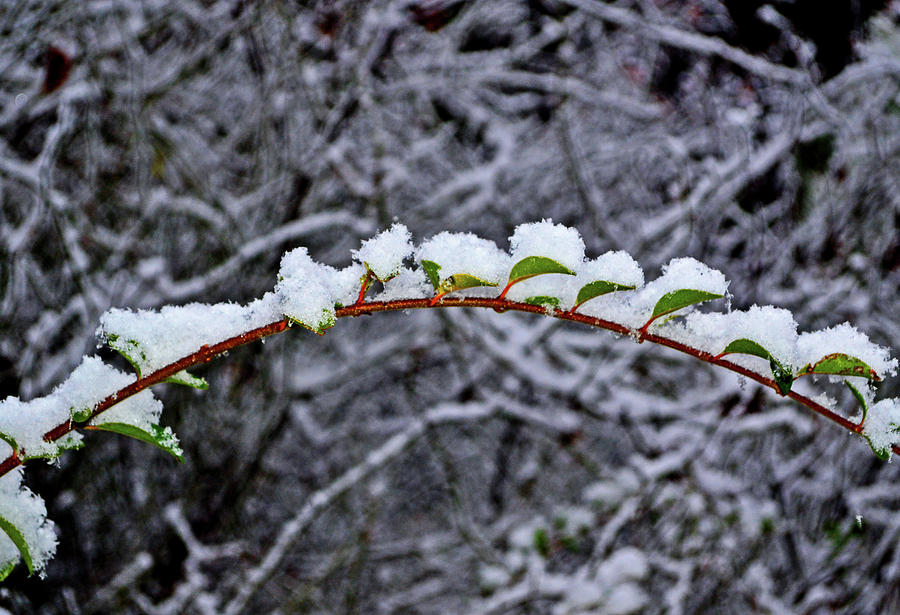 Snow On A Branch 002 Photograph by George Bostian