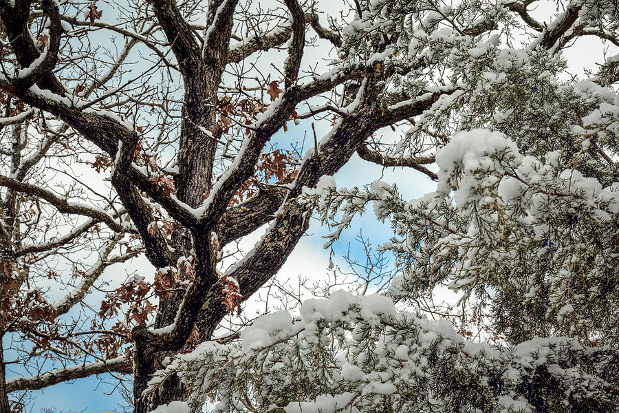 Snow on a Cedar Photograph by Doug Long