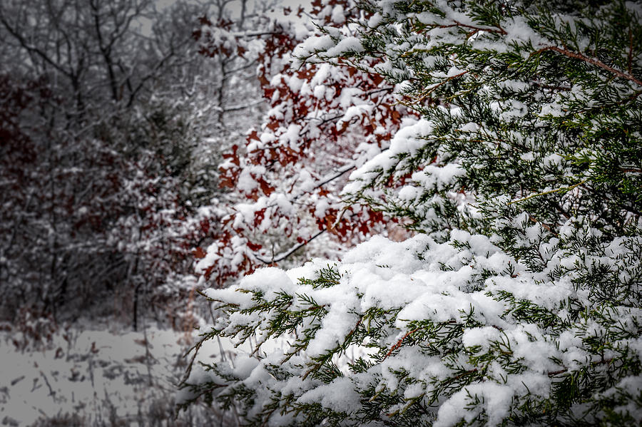 Snow on a Limb Photograph by Doug Long