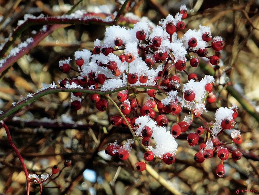 Snow on Berries Photograph by Celtic Artist Angela Dawn MacKay