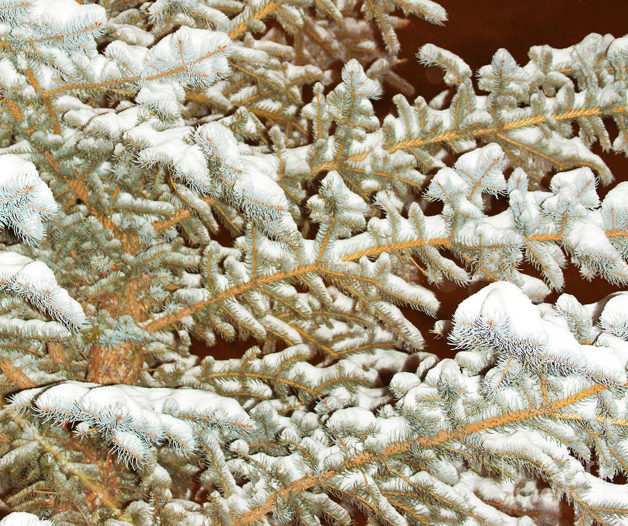 Snow on Blue Spruce Boughs Photograph by Donna L Munro