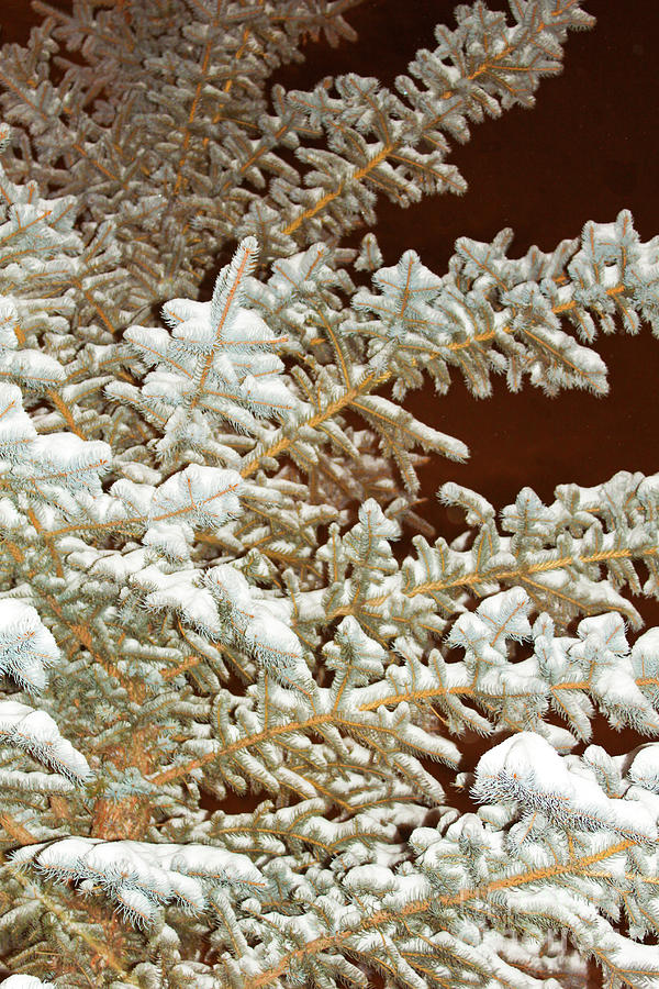 Snow on Blue Spruce Photograph by Donna L Munro
