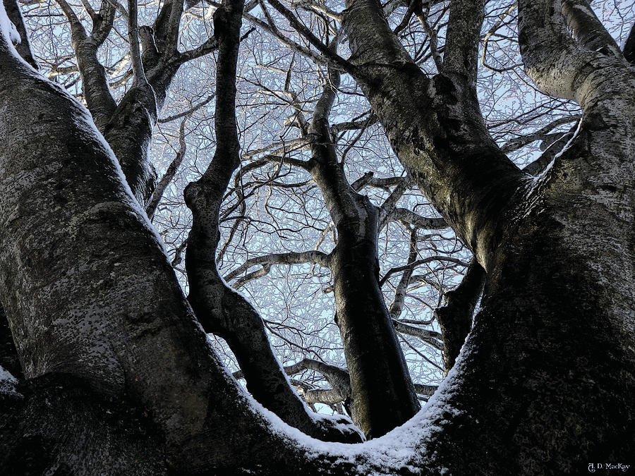 Snow on Branches Photograph by Celtic Artist Angela Dawn MacKay