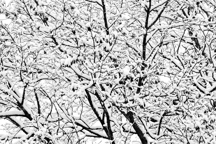 Snow On Branches Photograph by Lars Lentz