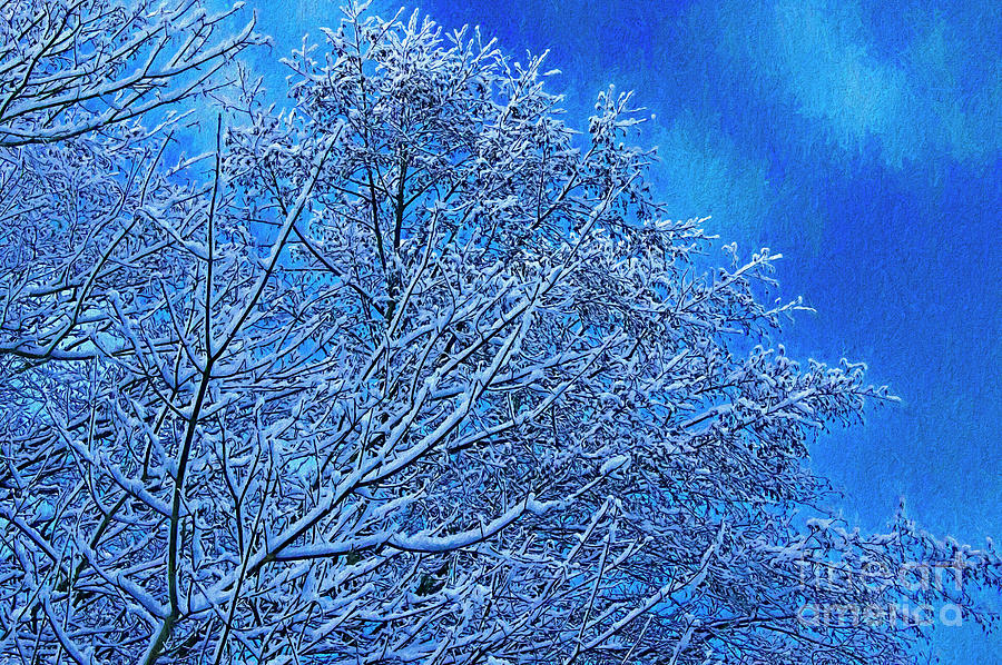 Snow on Branches Photo Art Photograph by Sharon Talson