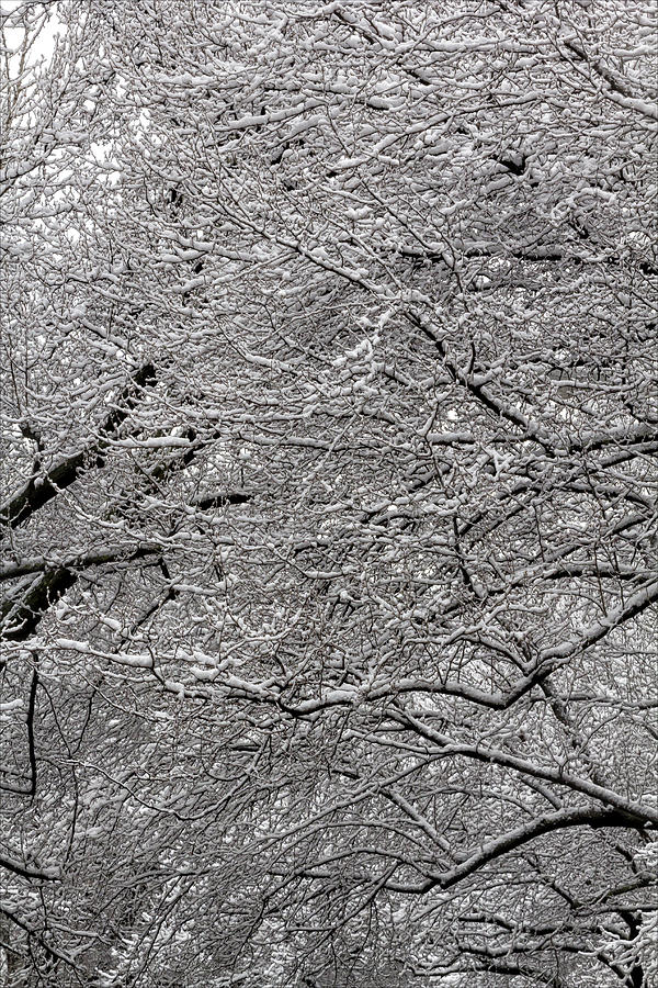 Tree Photograph - Snow on Branches by Robert Ullmann
