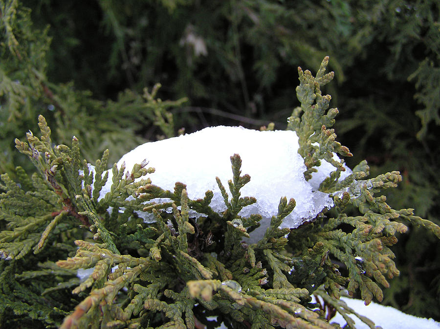 Winter Photograph - Snow on Cedar Tree by Richard Mitchell