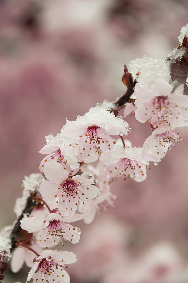 Snow on Cherry Blossoms 3 Photograph by Julie Richie