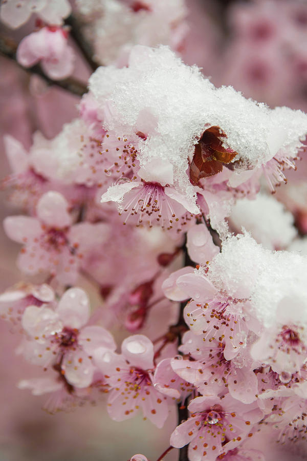 Snow on Cherry Blossoms Photograph by Julie Richie