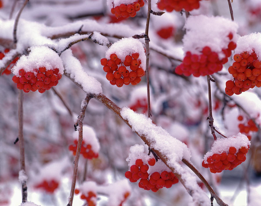 european mountain ash berries        
        <figure class=