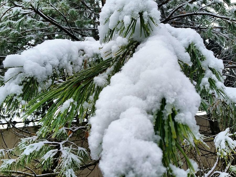 Snow on Evergreen Branch Photograph by Vic Ritchey