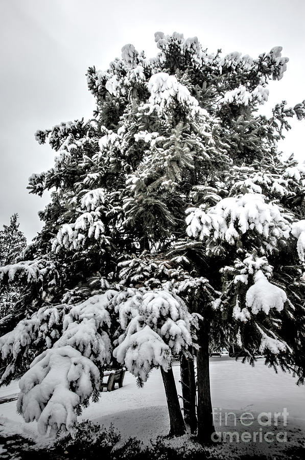 Snow On Evergreen Photograph By Doug Berry Fine Art America