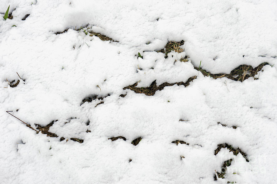 Snow on grass Photograph by Tom Gowanlock