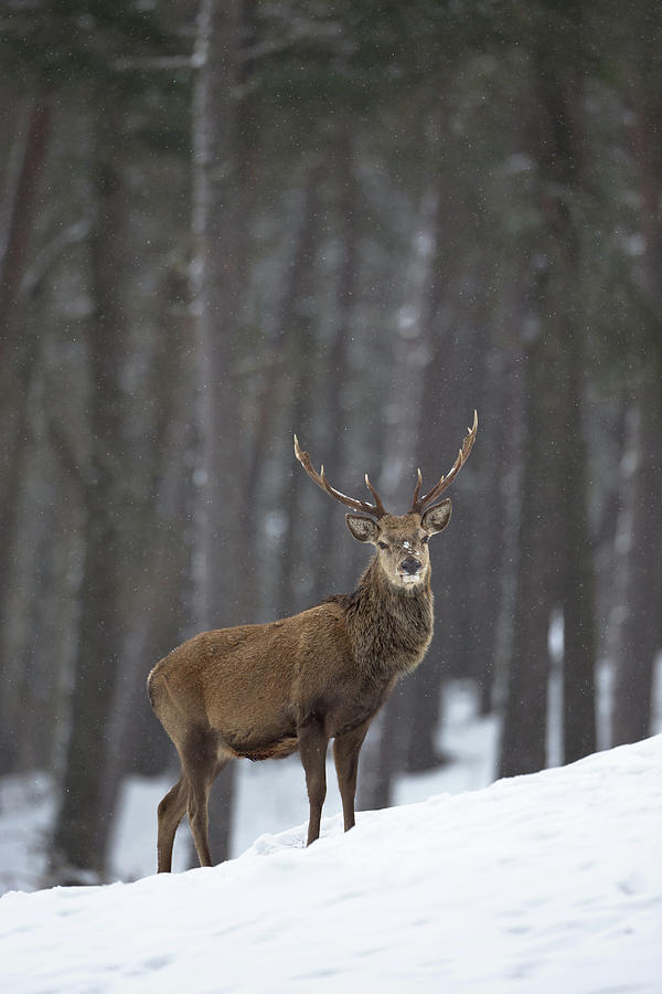 Snow On His Nose Photograph by Pete Walkden