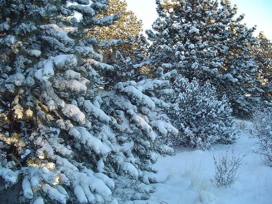 Snow on Pines Photograph by Gerri Duke