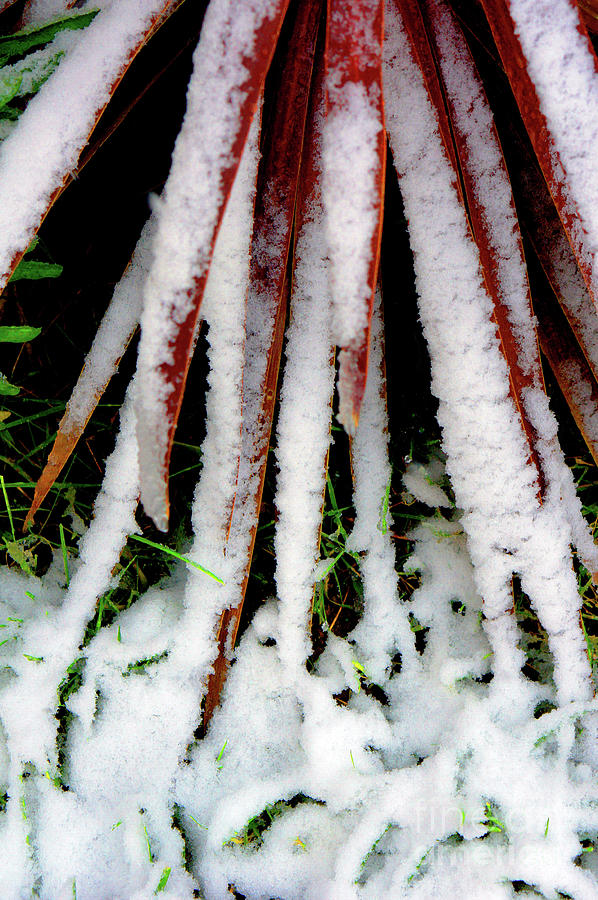 Snow on plant leaves Photograph by Tom Gowanlock