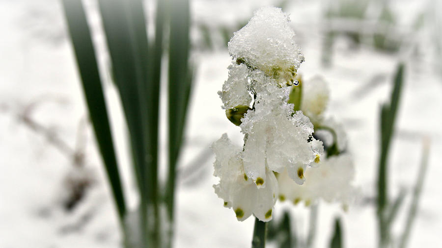 Snow On Snowdrops Photograph