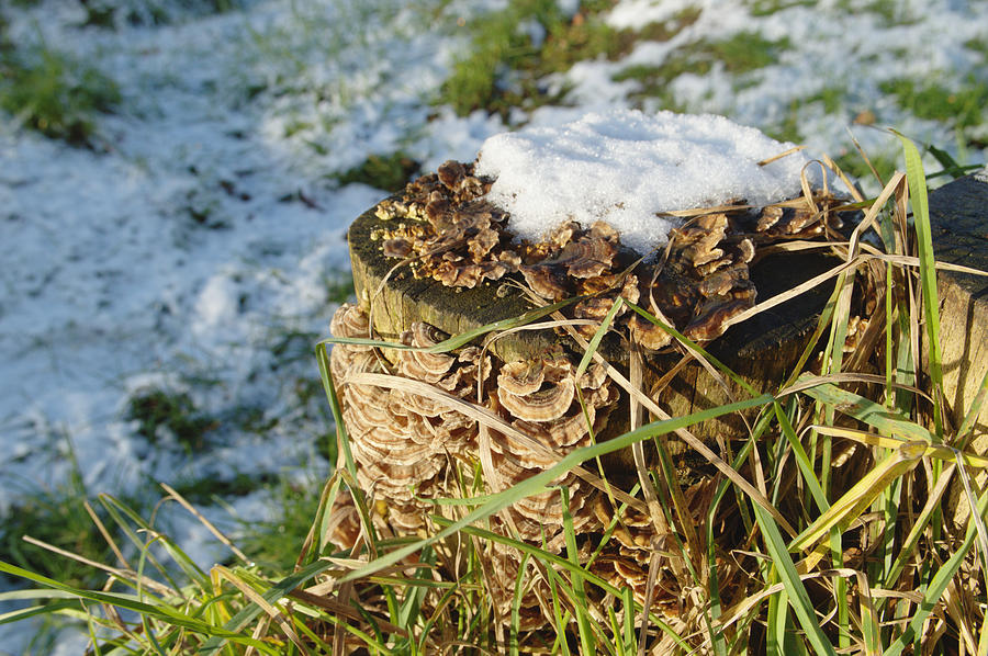 Snow On Stump With Bark Fungus Photograph by Adrian Wale