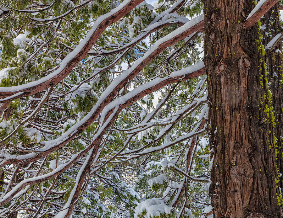 Snow On The Branches Photograph by Jonathan Nguyen