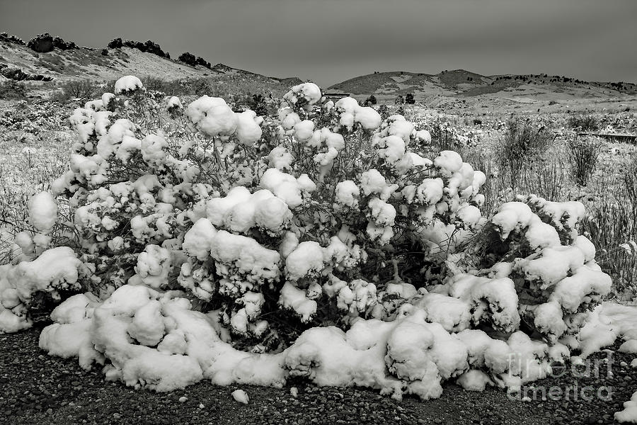 Snow On The Bush Photograph by Jon Burch Photography