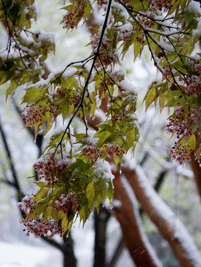 Spring Photograph - snow on the Cherry blossoms by Flees Photos