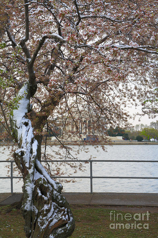 Snow on the Cherry Blossoms in Washington DC Photograph by William Kuta