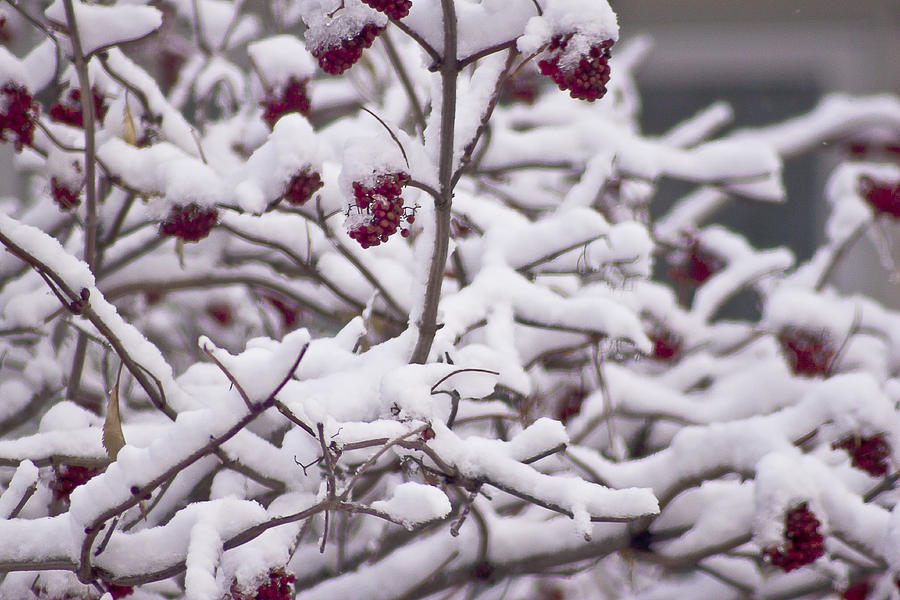 Snow On The Elderberries  Photograph by Sandra Foster