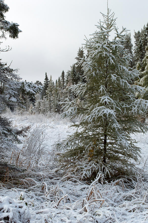 Snow On The Forest Photograph