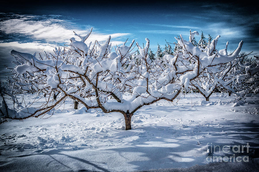 Snow on the Peach tree Photograph by Nick Zelinsky Jr
