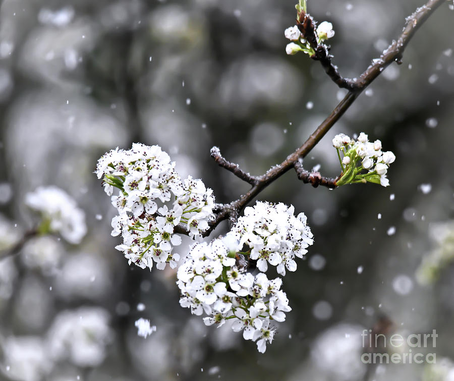 Snow on the Pear Blossoms Photograph by Kerri Farley