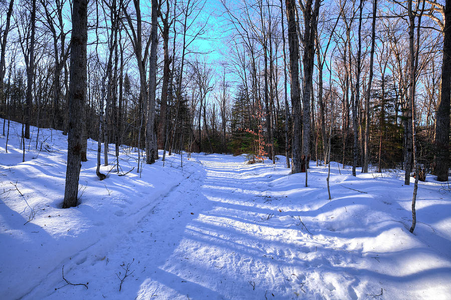 Snow on the Trail Photograph by David Patterson