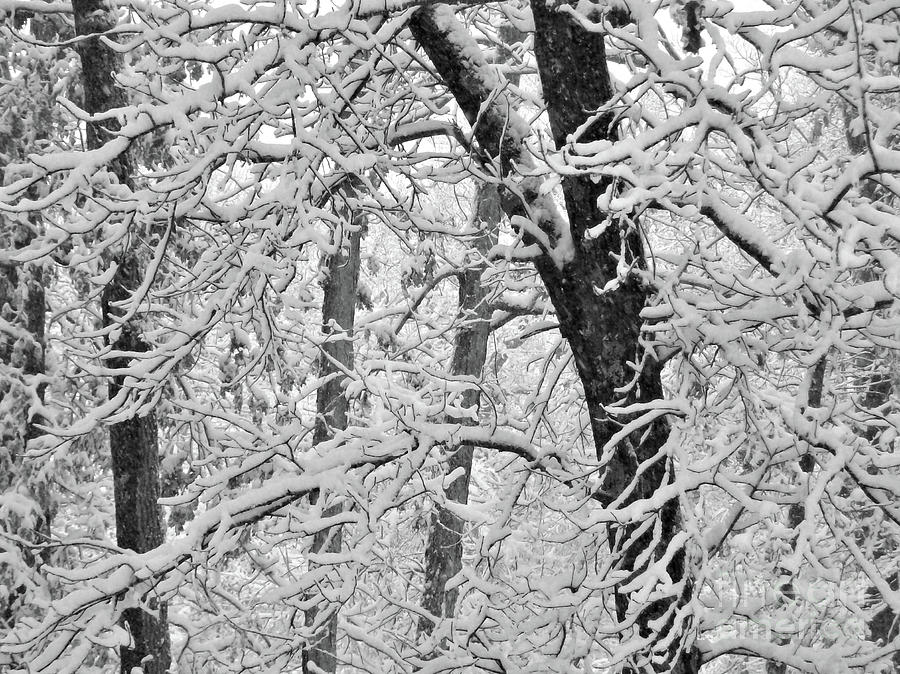 Winter Photograph - Snow on the Trees in Black and White by Mary Ann Weger