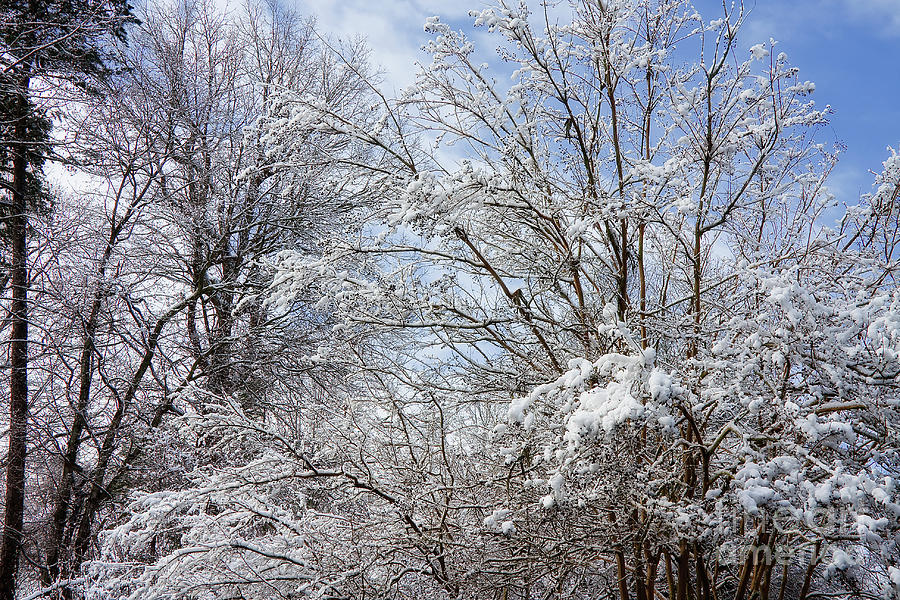 Snow On Tree Branches Photograph