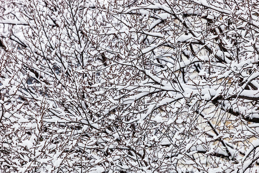 Snow On Trees Photograph by Voisin/Phanie