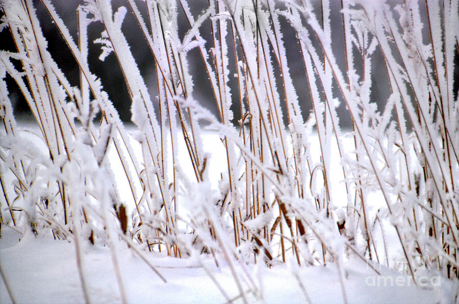 Snow On Weeds Photograph by Ron Long