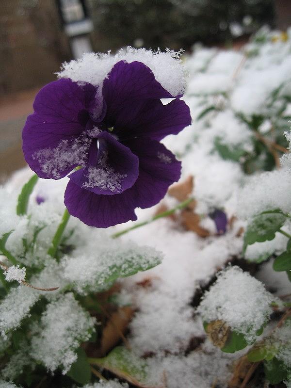 Winter Photograph - Snow on Winter Pansy by Wendy Robertson