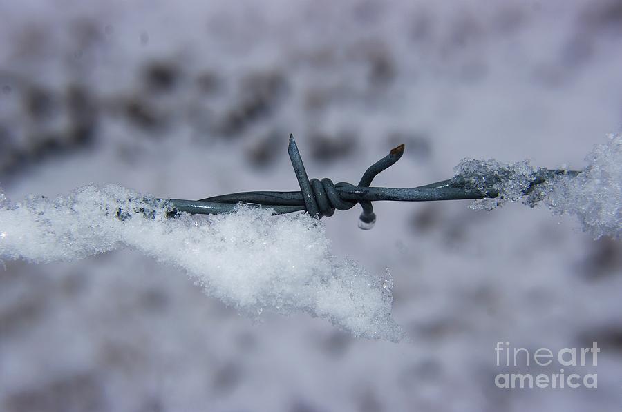 Snow On Wire Photograph