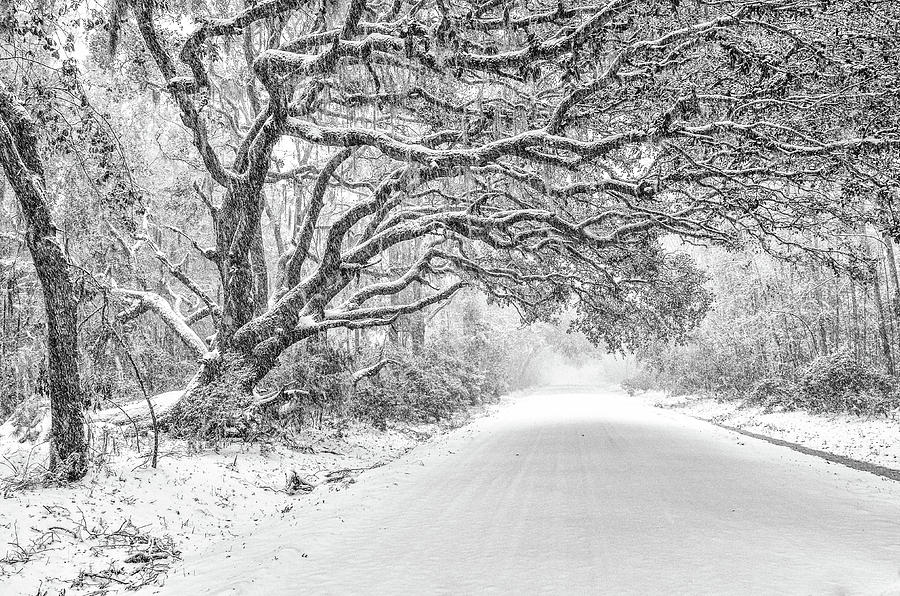 Snow On Witsell Rd - Oak Tree Photograph