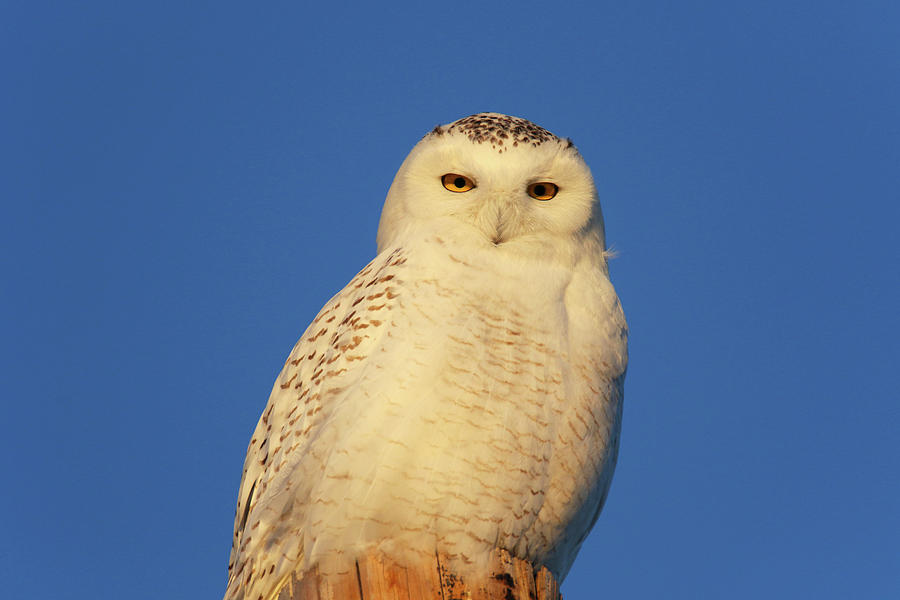 Snow Owl 1 Photograph by Brook Burling